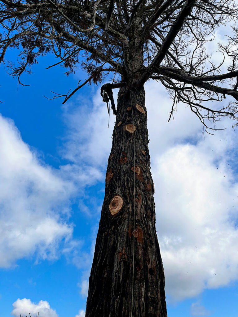 Abattage par démontage d’un séquoia