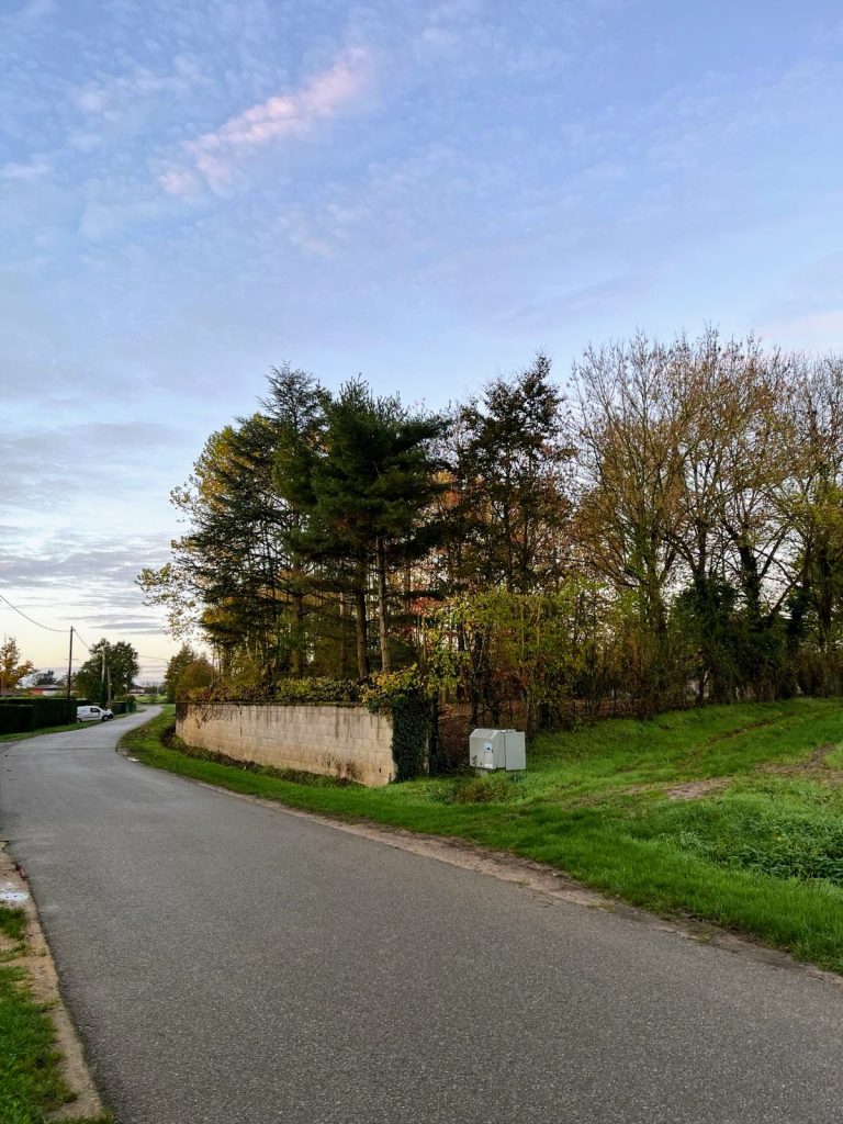 Taille d'une haie de charmille sur Chevroux