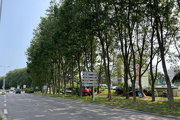 Taille d’entretien