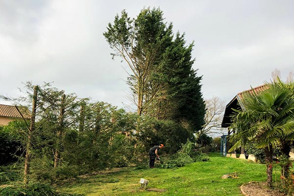Taille d’une grande haie