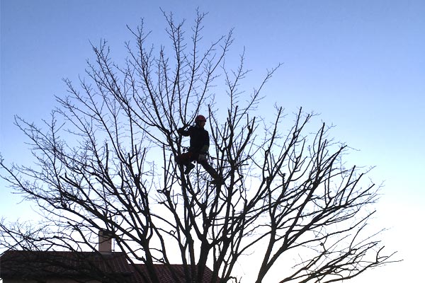 Taille de réduction